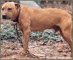 Game Bred Apbt Kennel